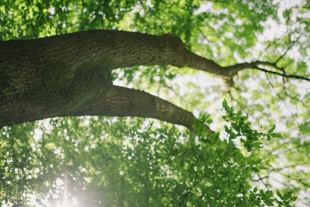 Branch Horizon