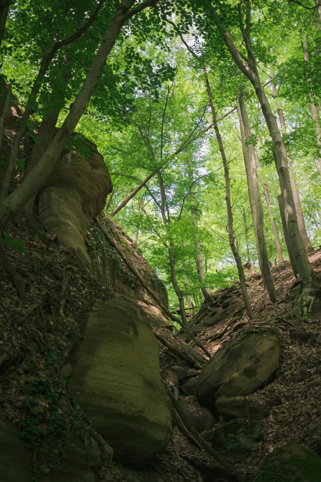 Forest Canopy Ascent