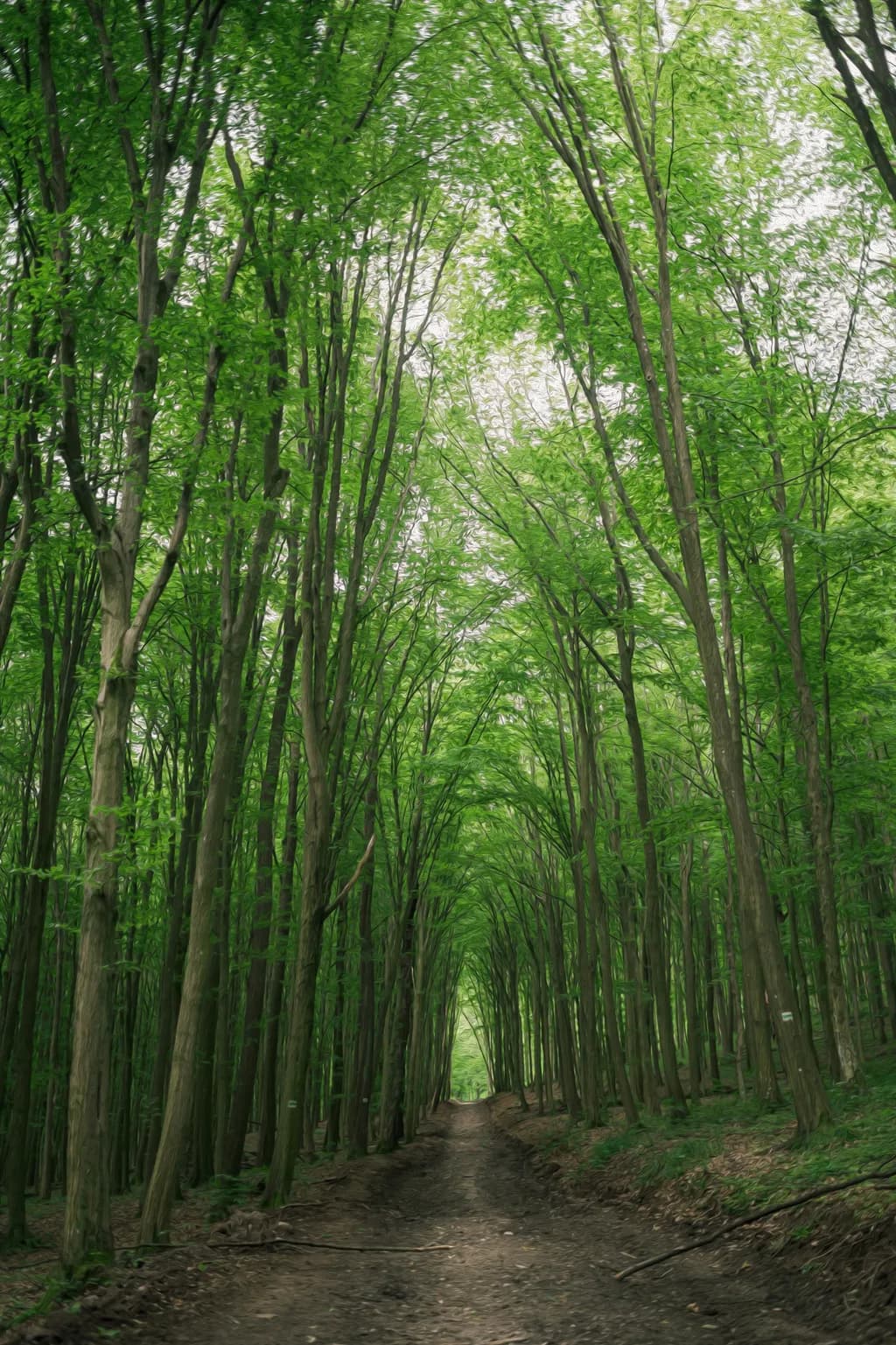 Woodland Passage