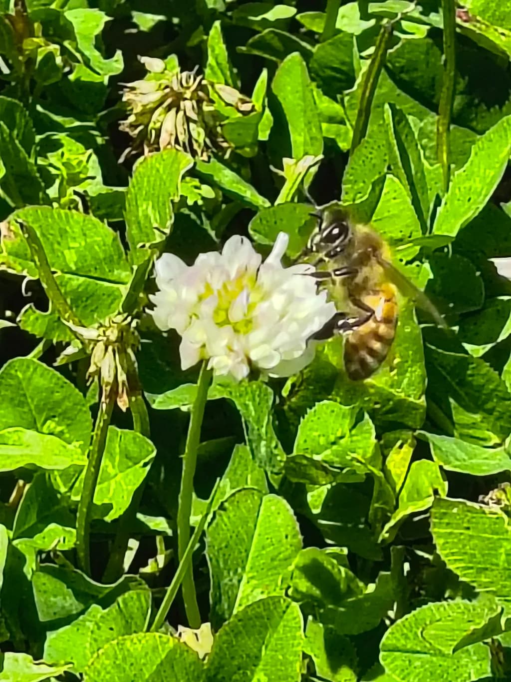 Bee on Clover Bloom