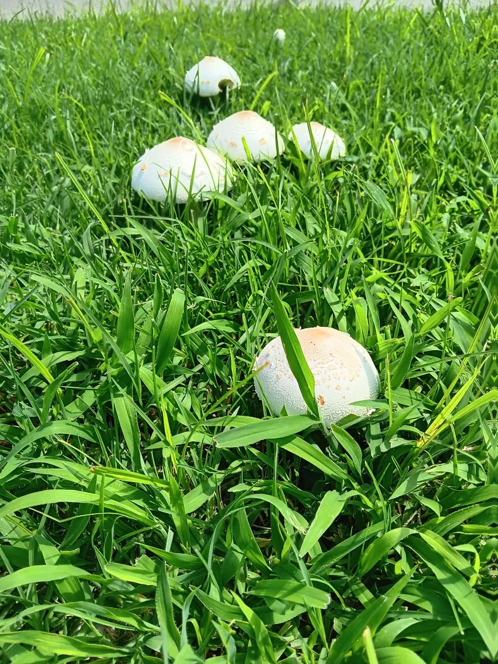 Hidden Caps