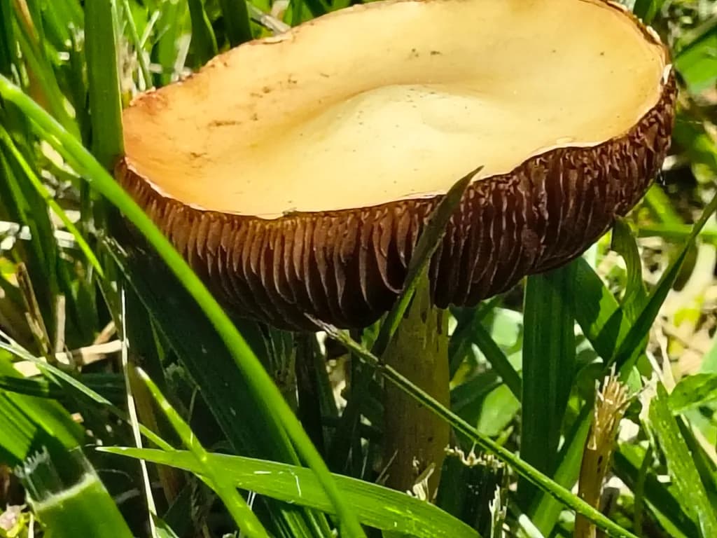 Earthcap