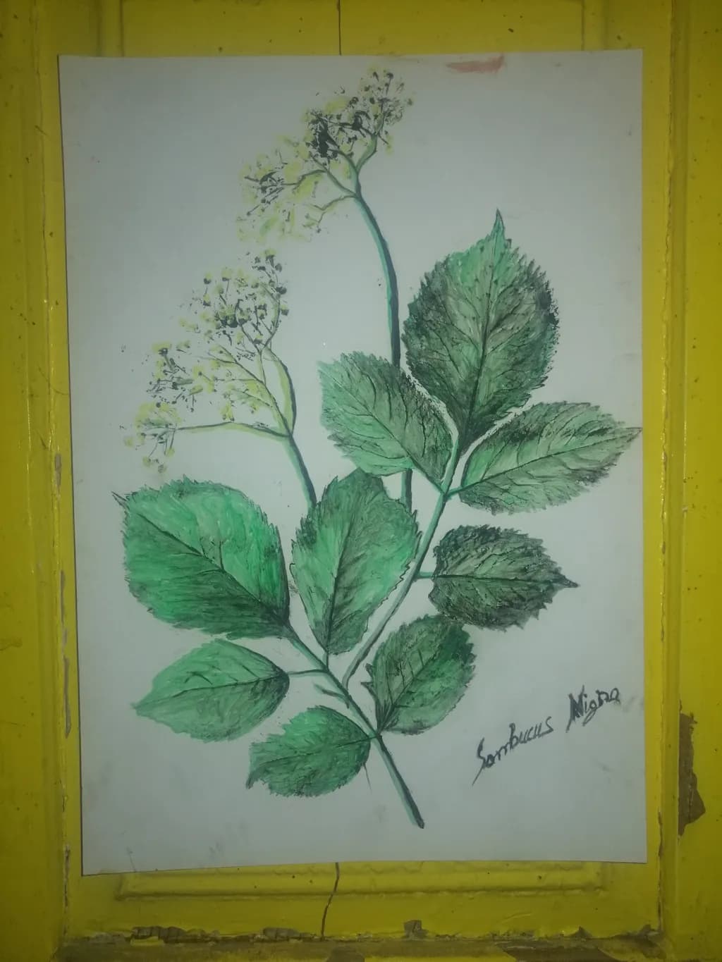 Sambucus Nigra Leaves