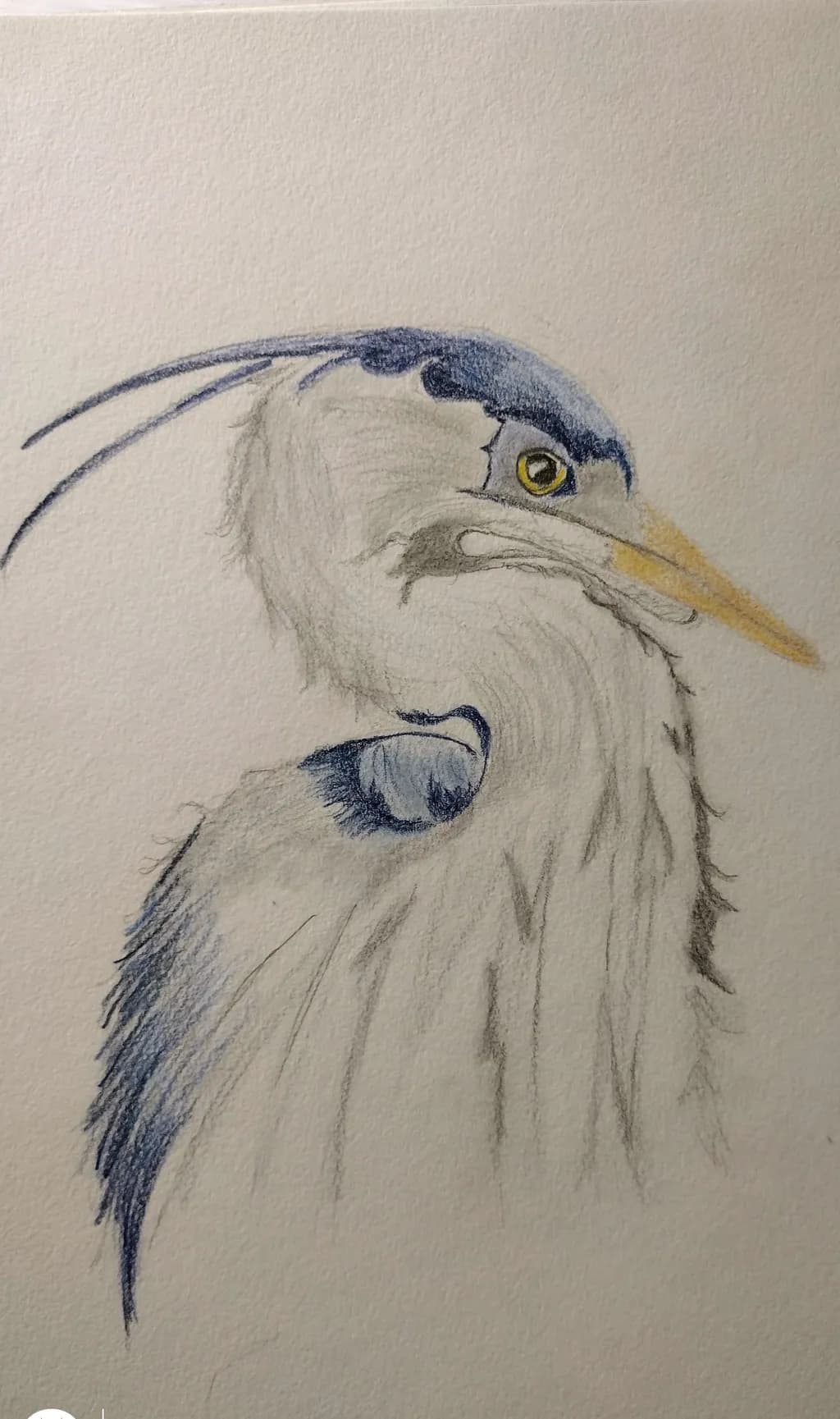 Blue Heron Profile