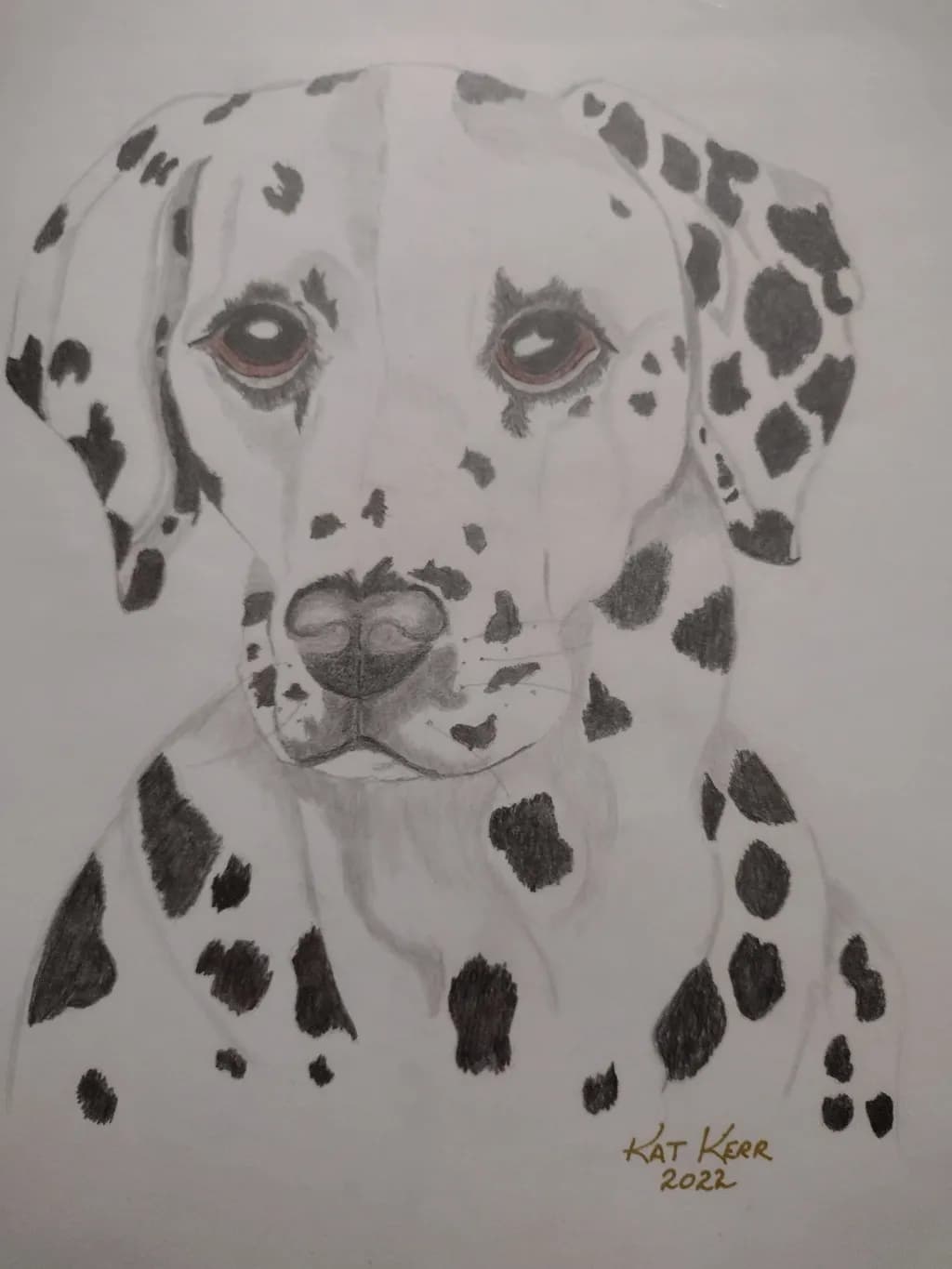 Contemplative Dalmatian