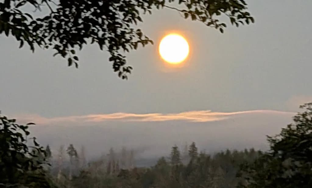 Moonlit Forest Haze