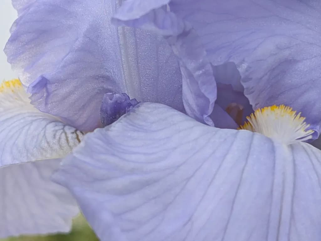 Lavender Bloom Details