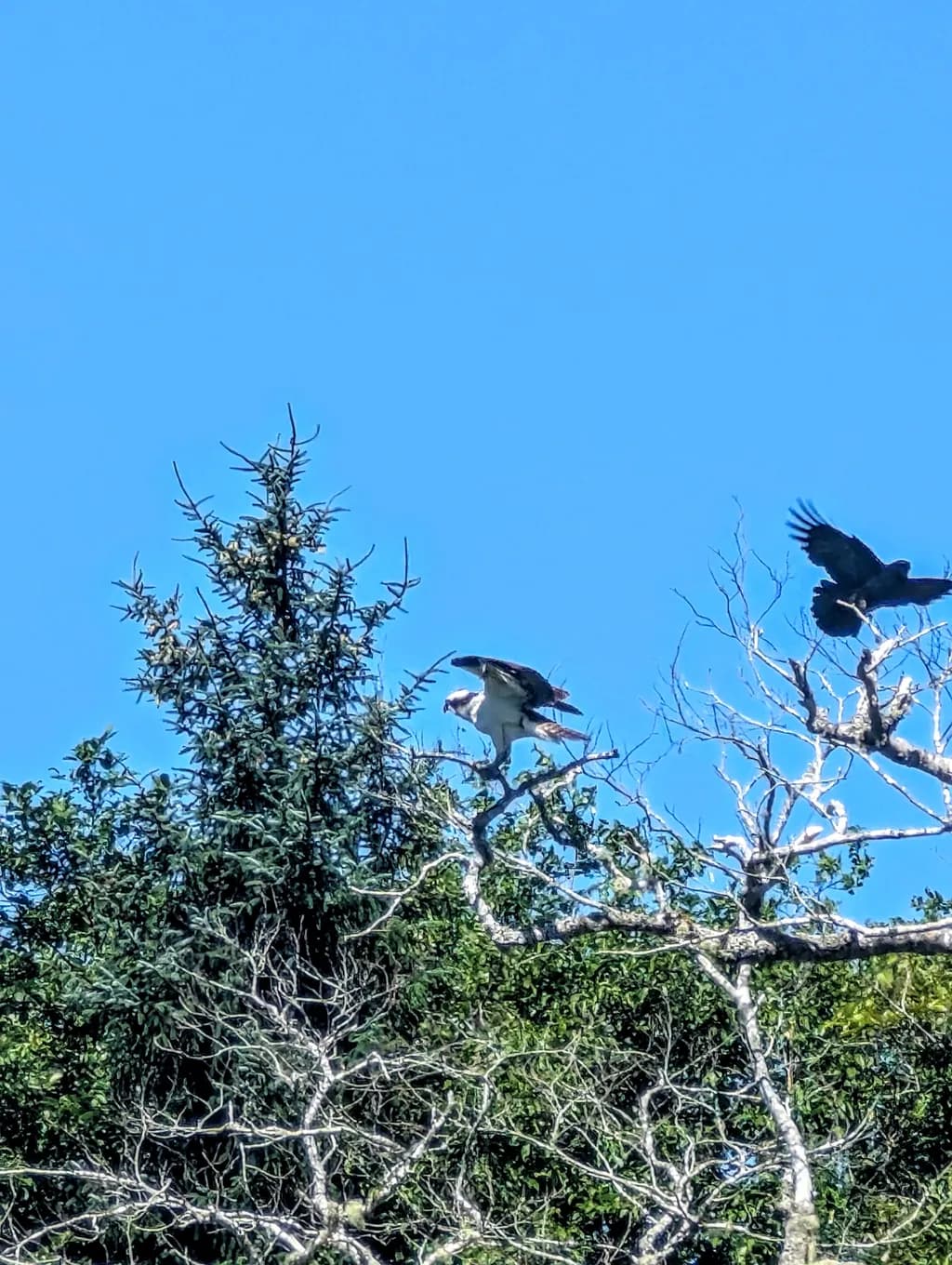 Skyward Encounter