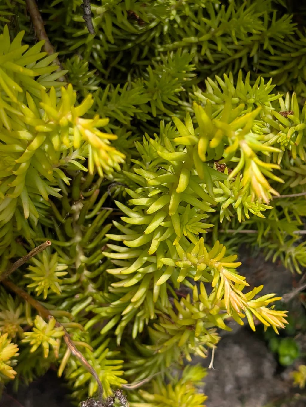 Succulent Burst