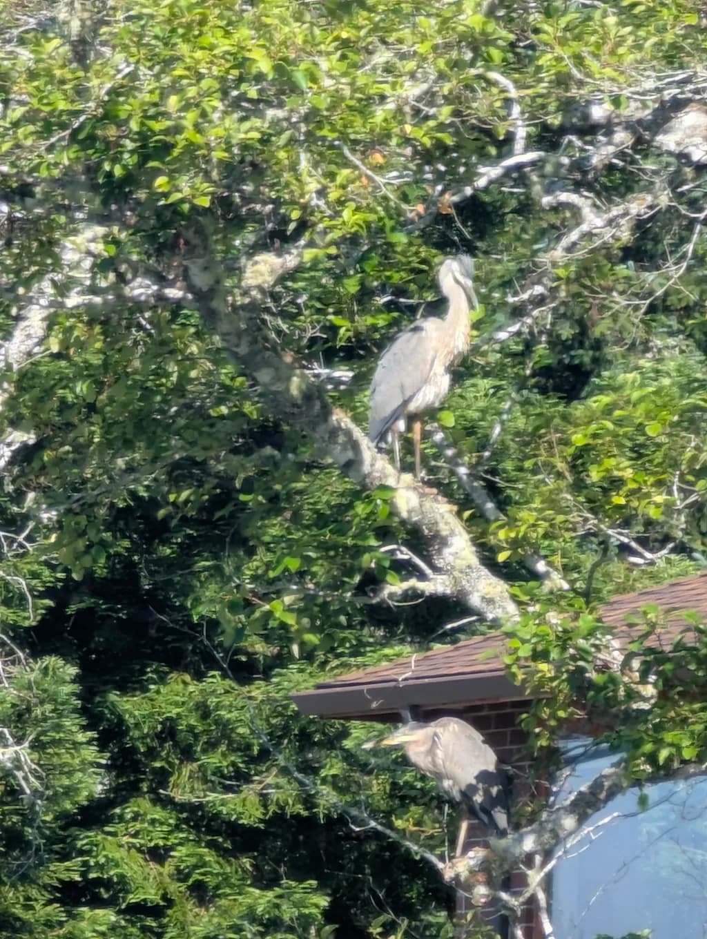 Herons Among Leaves