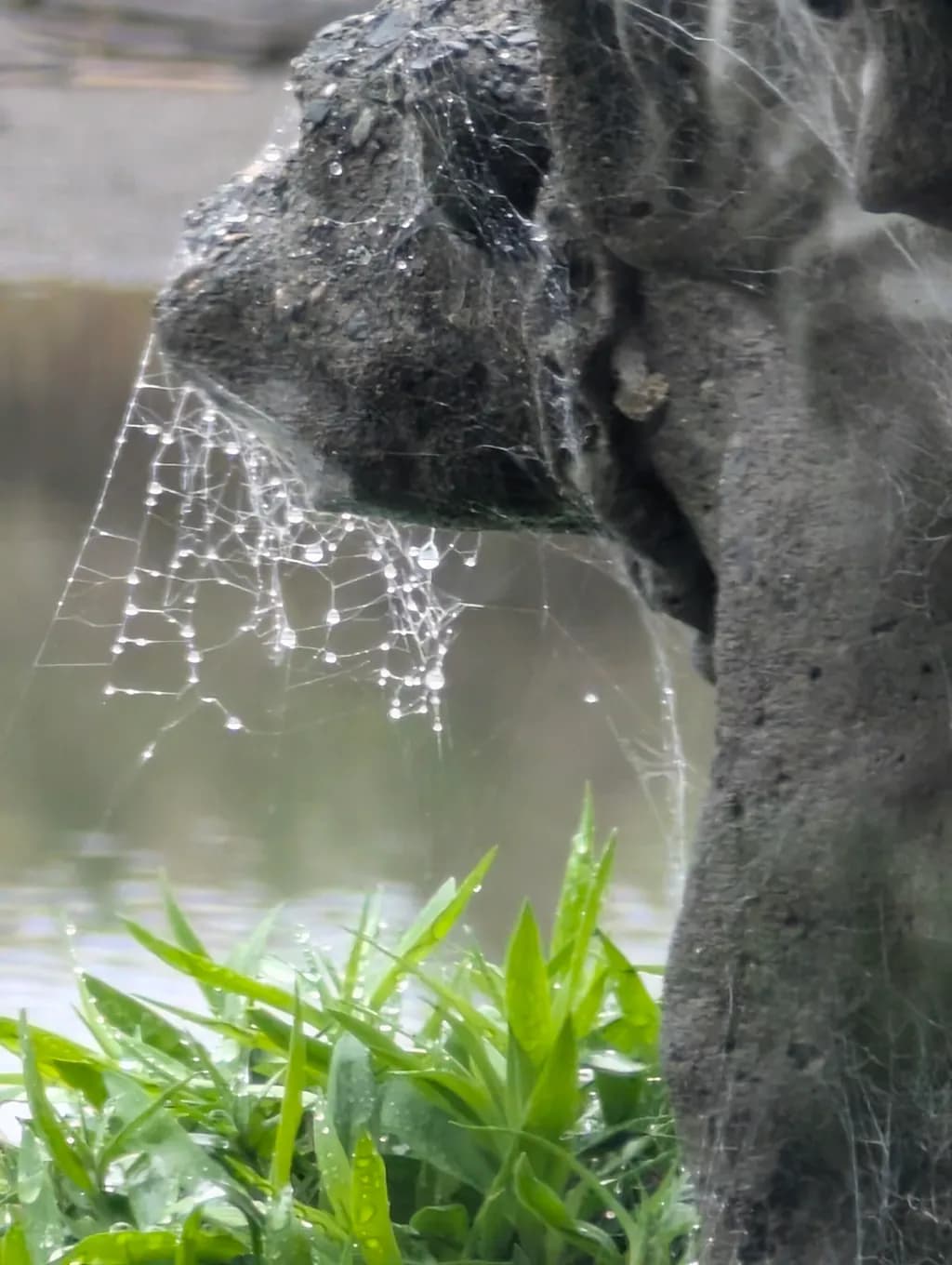 Weathered Gargoyle Veil