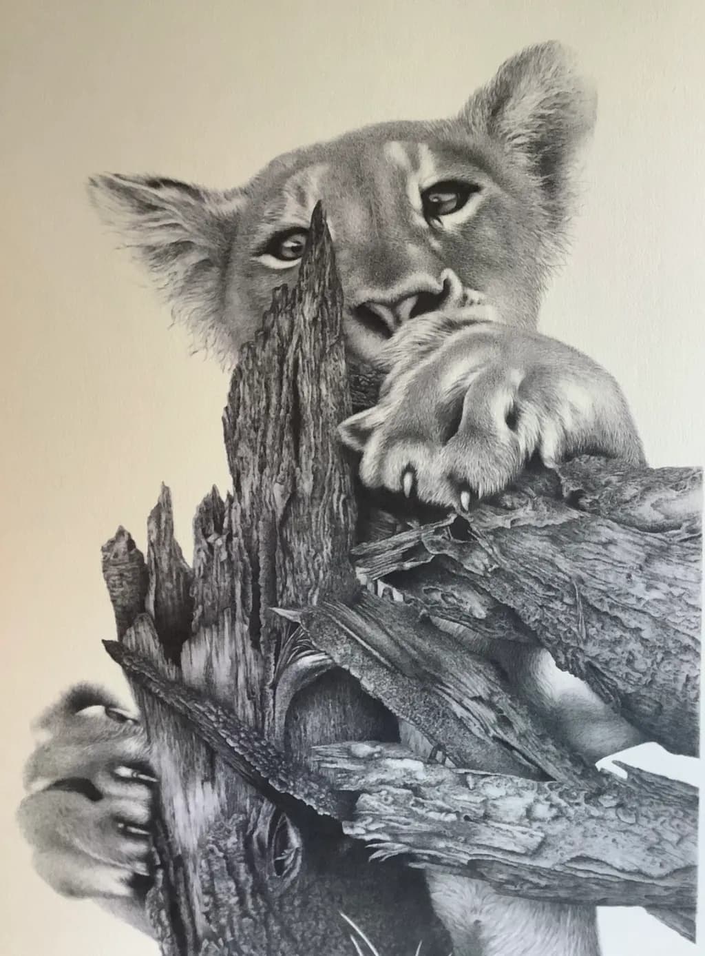 Curious Cub