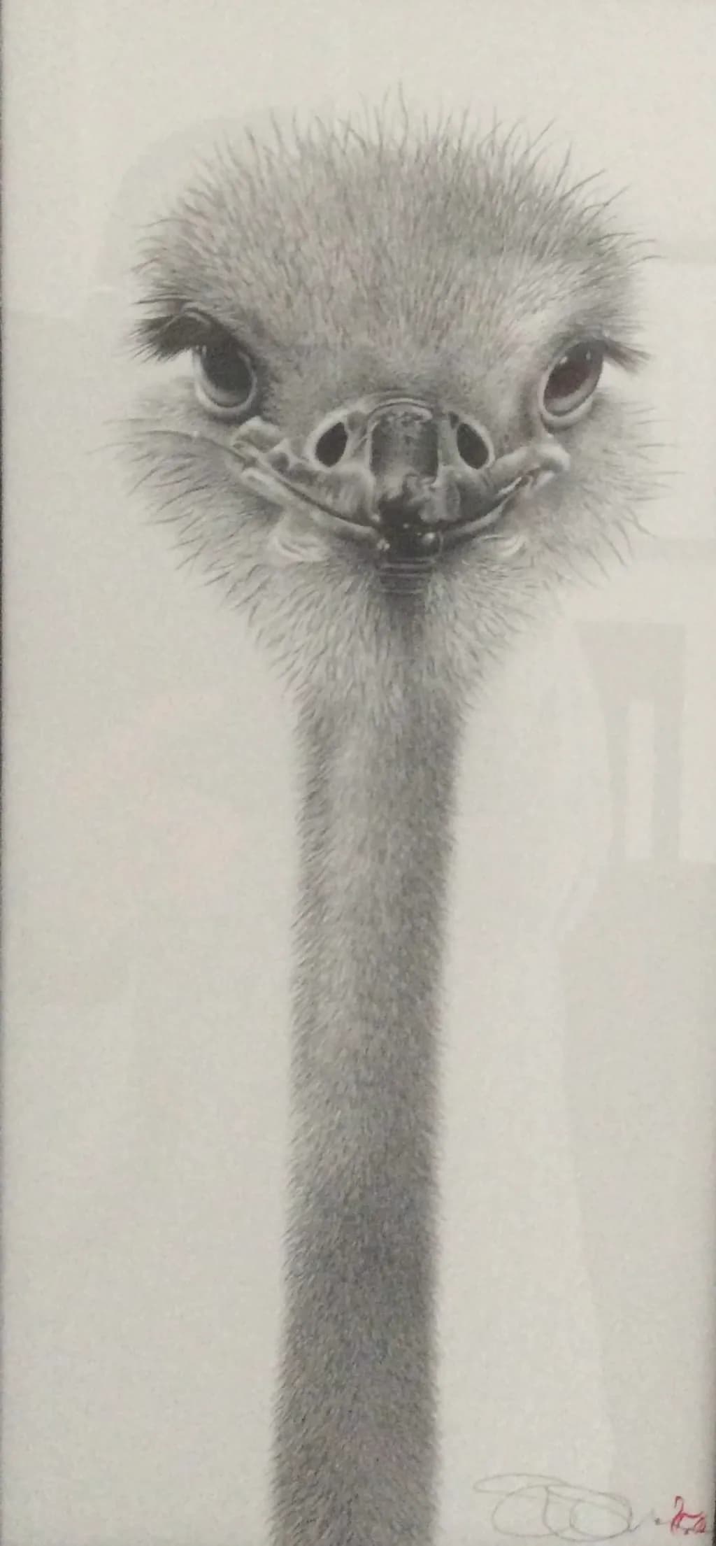 Roy the Ostrich