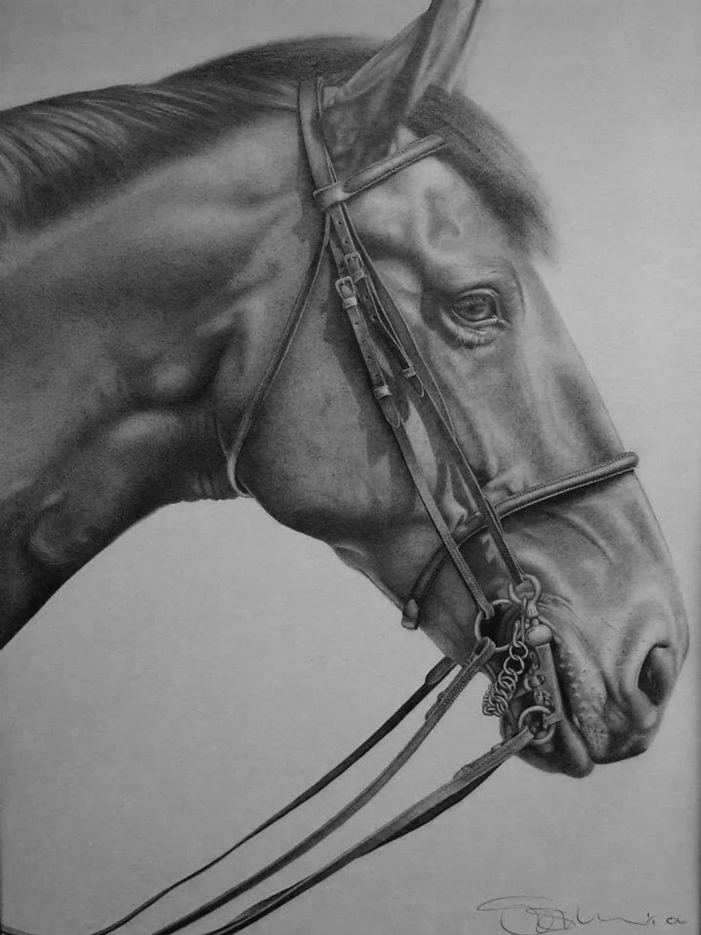 Equine Profile