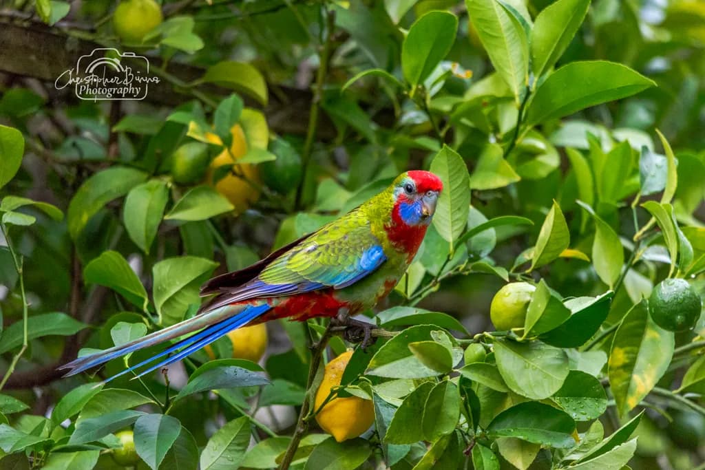 Crimson-Crowned Parrot