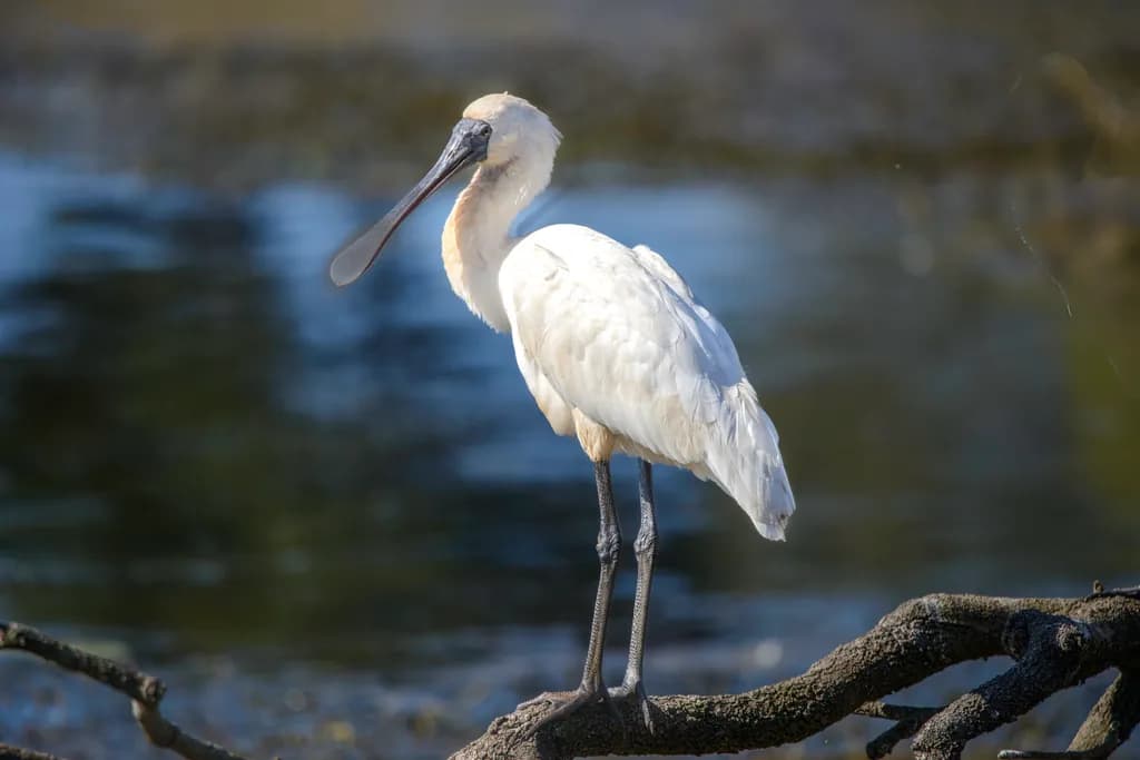 Spoonbill Perch