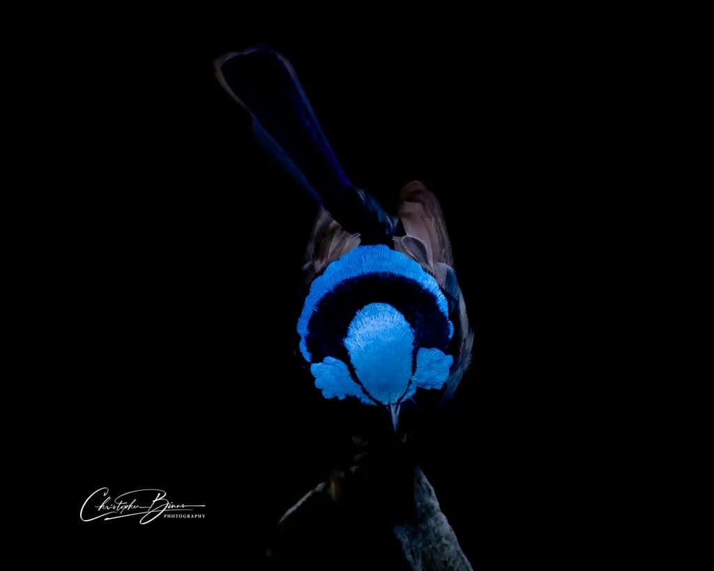 Blue Crest Bird