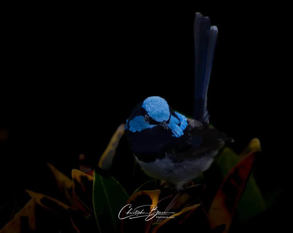 Blue Crest