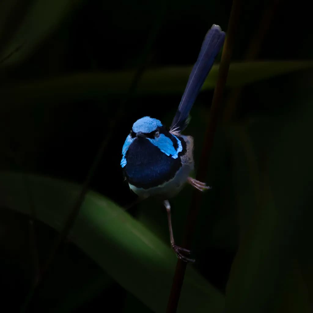Blue Perch