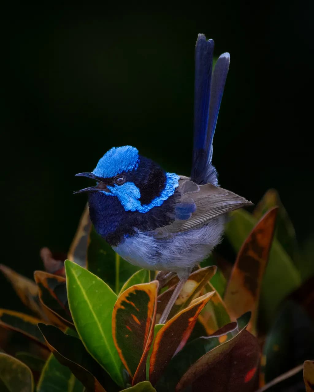 Blue Crest Songbird