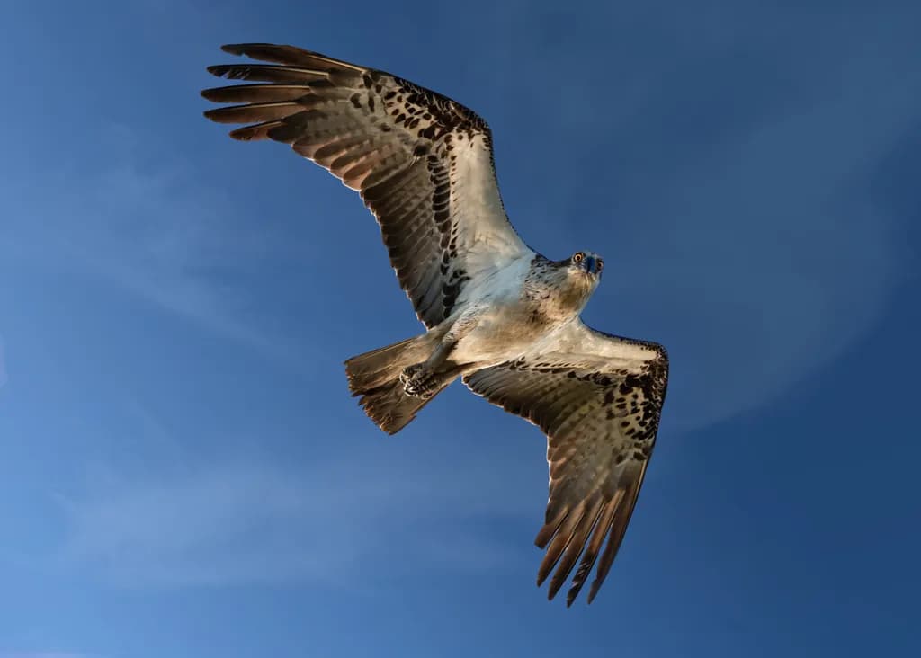Raptor Soaring