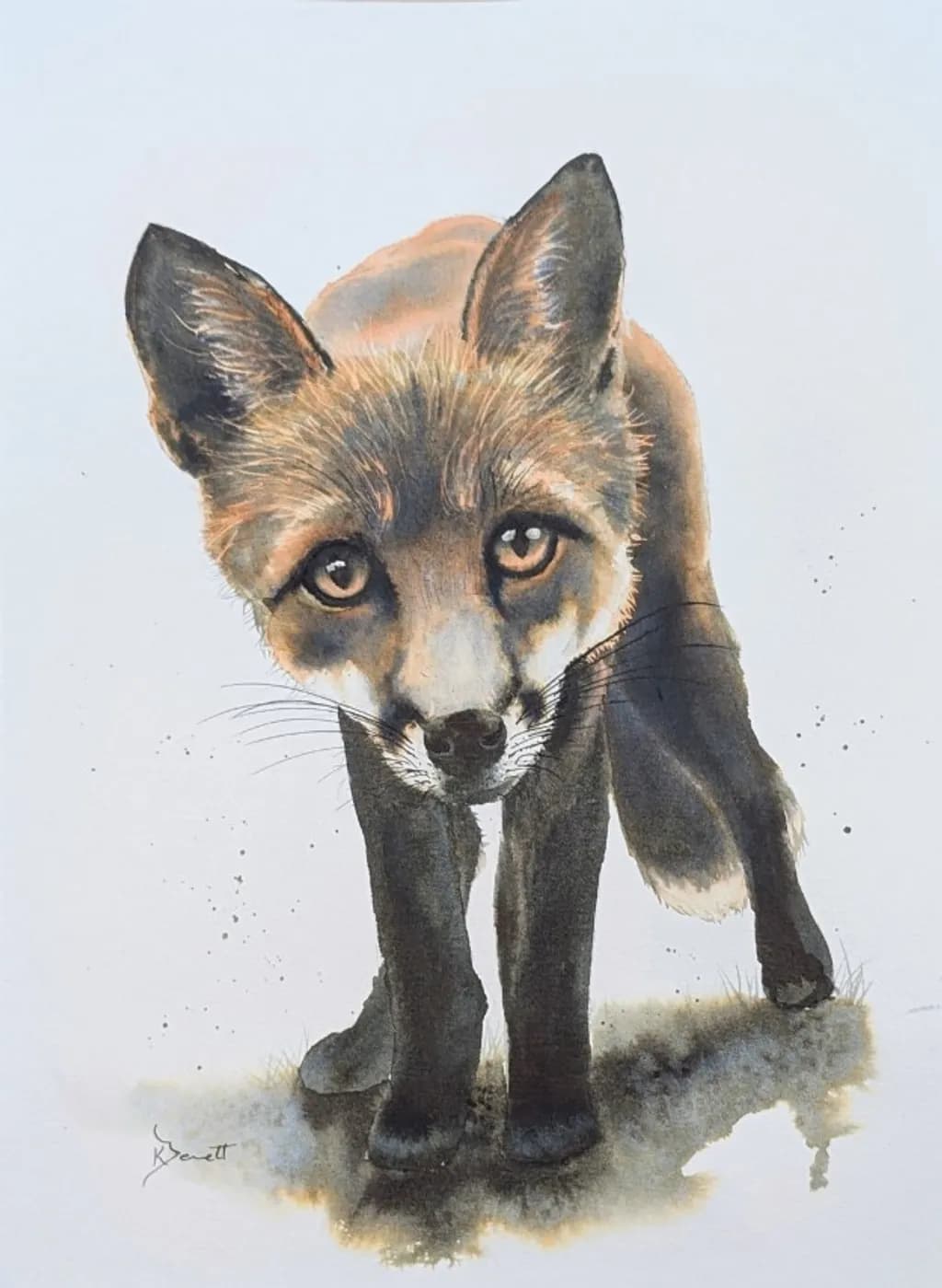 Curious Fox