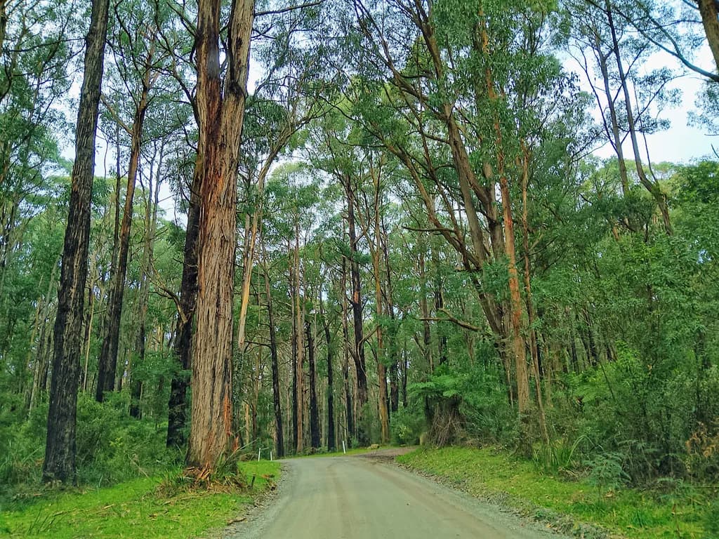Winding Forest Road