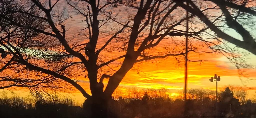 Sunset Silhouettes