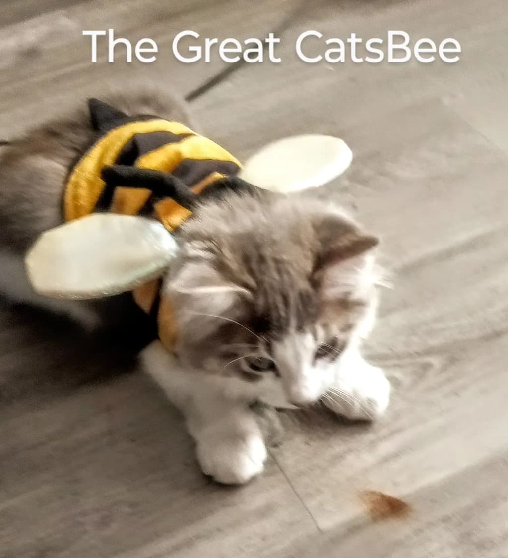 The Great CatsBee