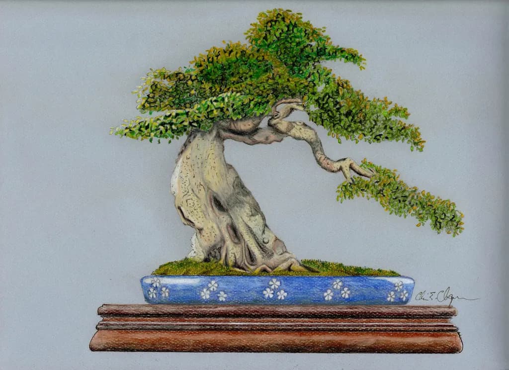 Hackberry Bonsai