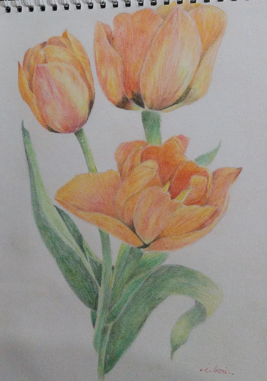 Amber Tulips