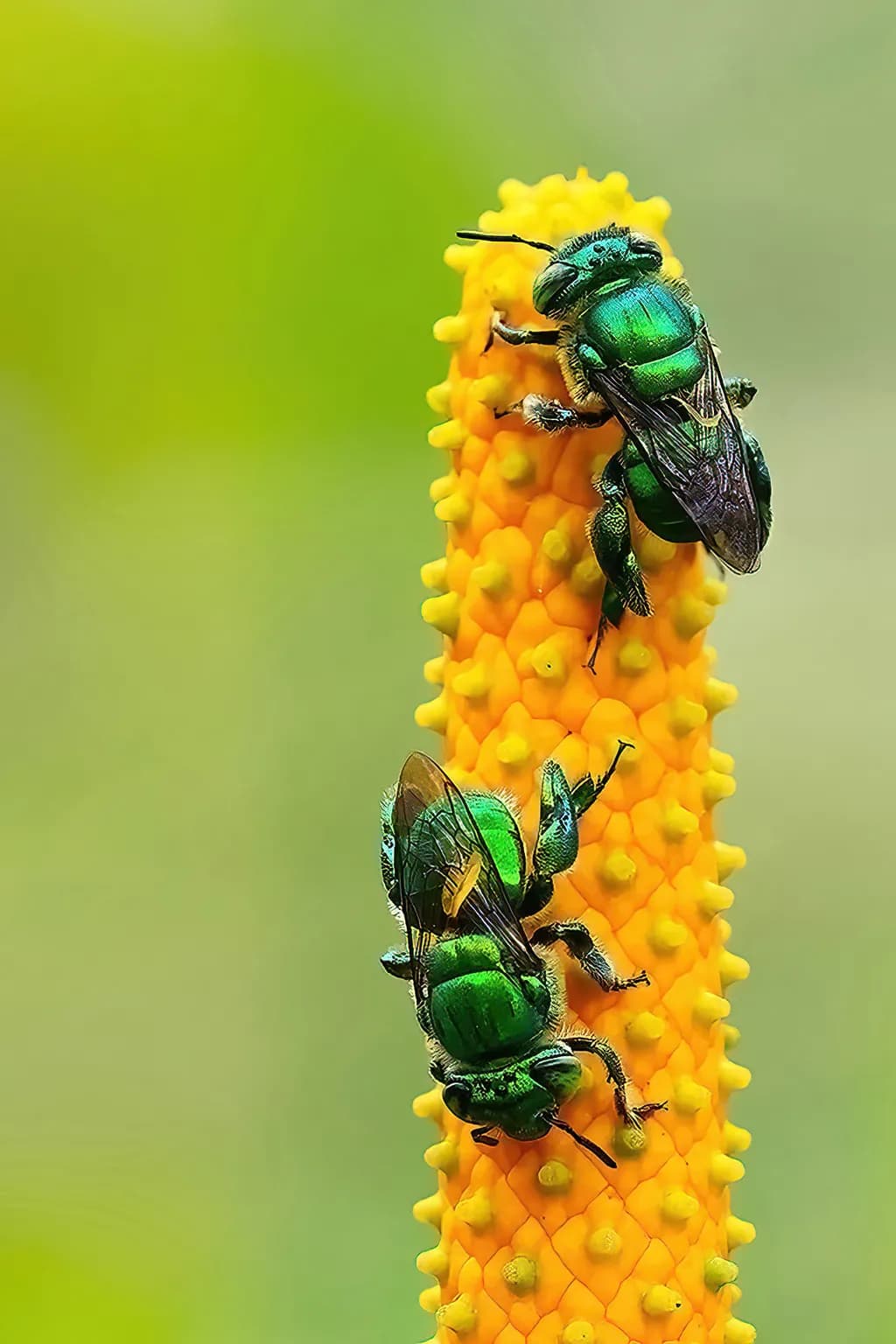 Orchid Bees