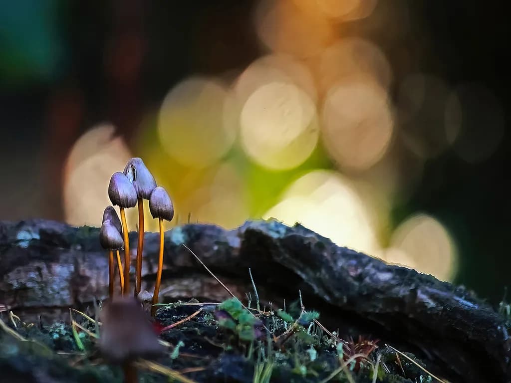 Sunny Mushrooms