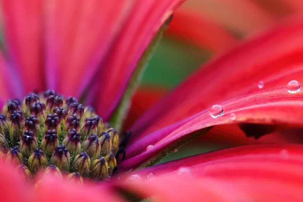 Crimson Bloom Macro