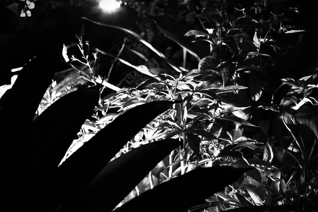 Abstract Sunlight Leaves