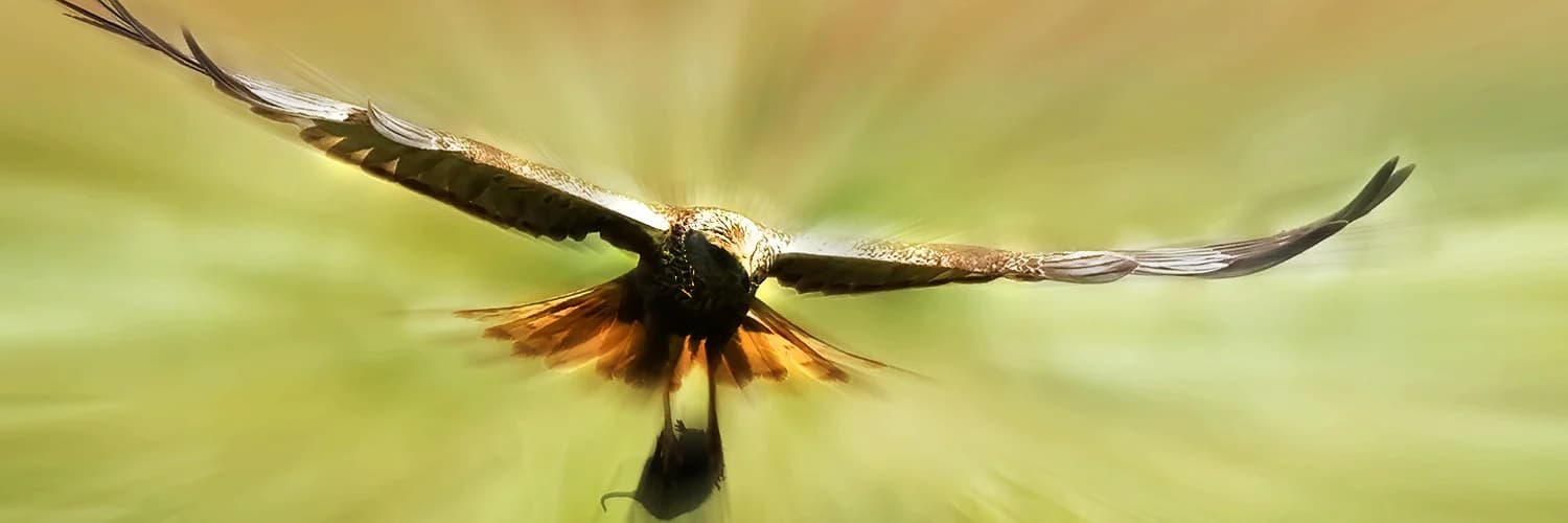 Banner do perfil