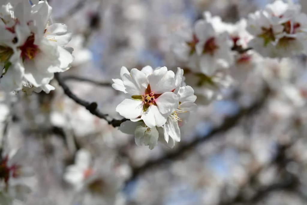 Spring Blossom Branch