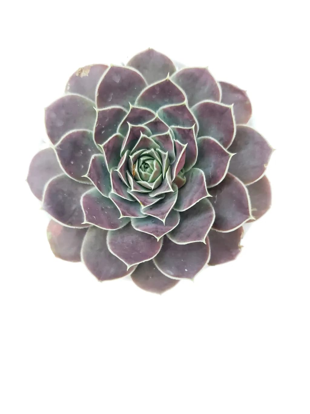 Purple Succulent Rosette