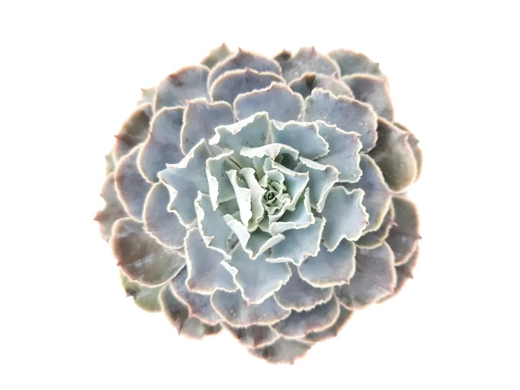 Soft Succulent Bloom
