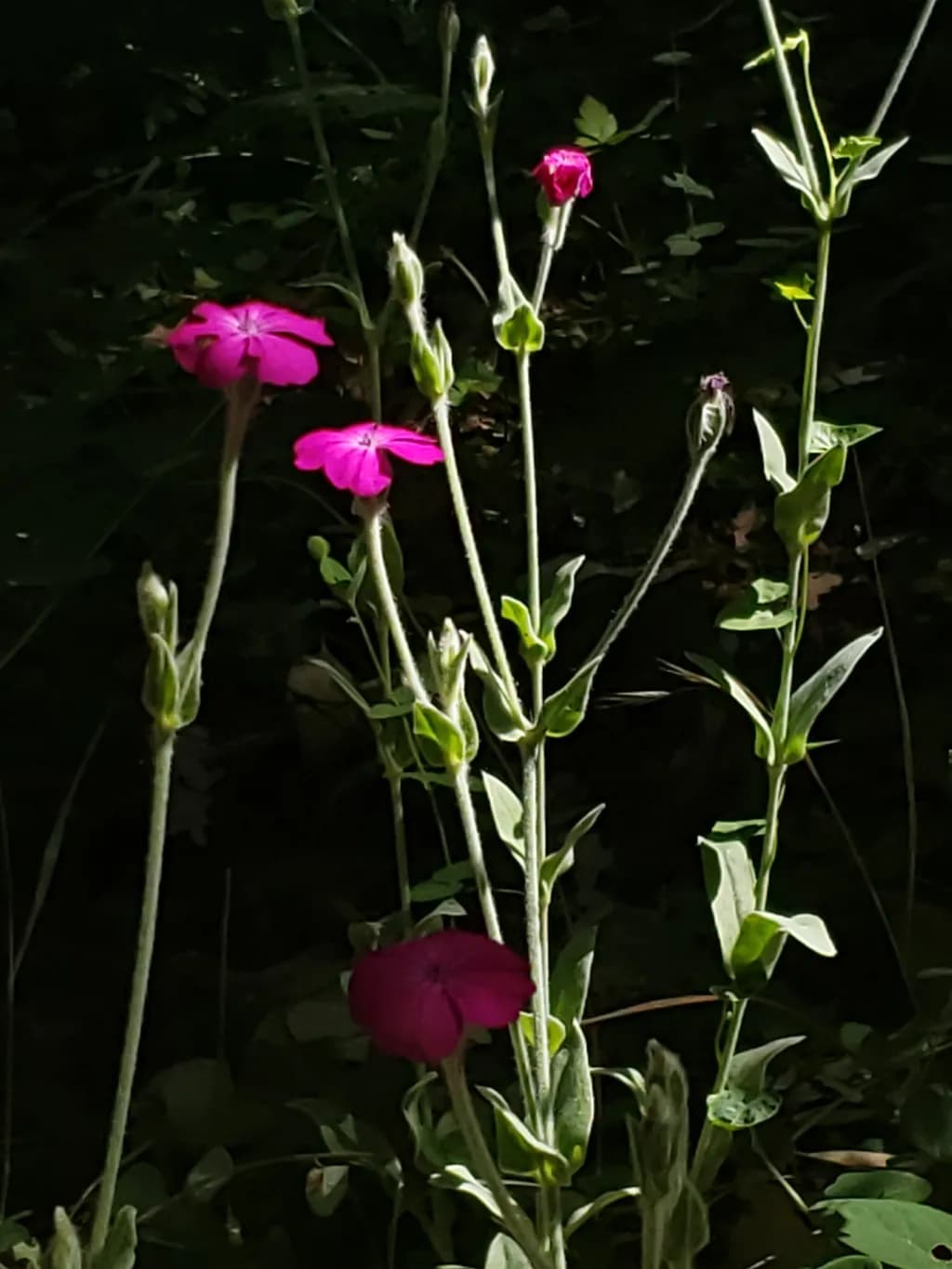 Pink Wildflowers in Shadow