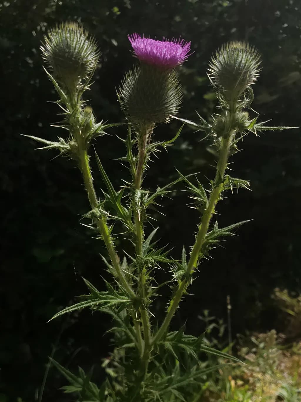 Thistle Bloom Contrast