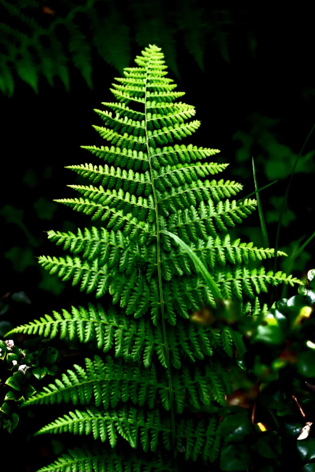 Green Fern Glow