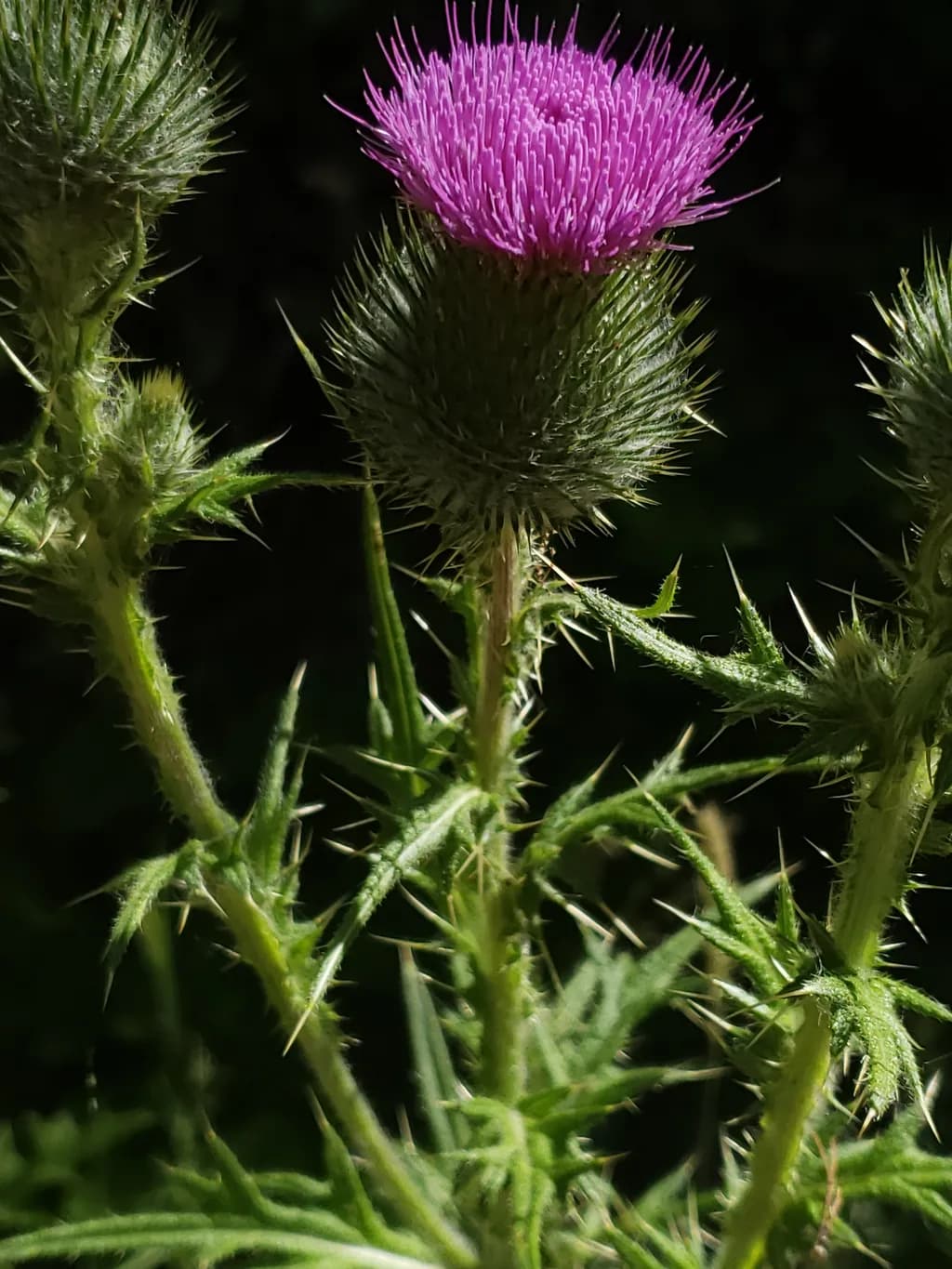 Thistle Bloom