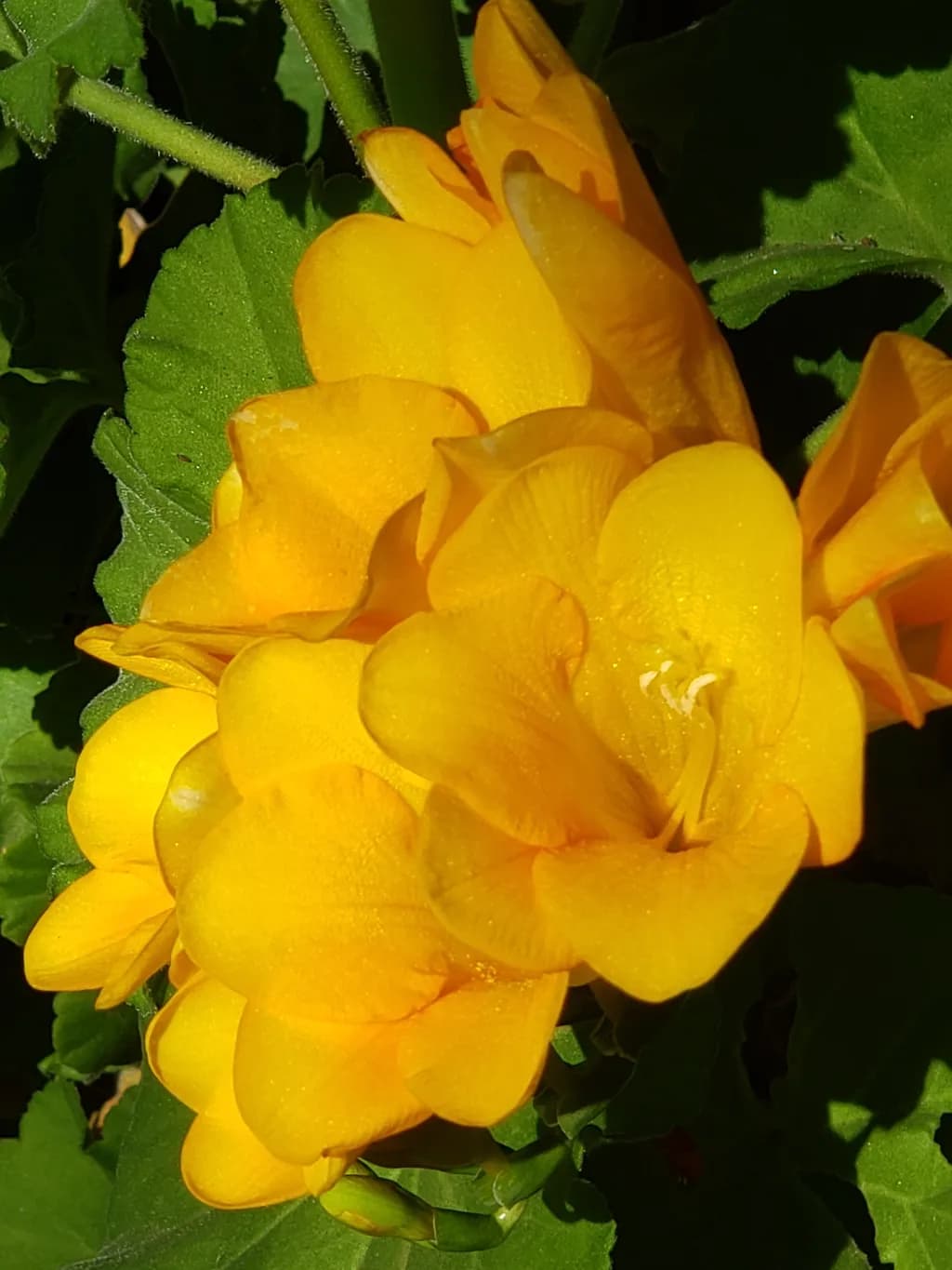 Yellow Flower Cluster