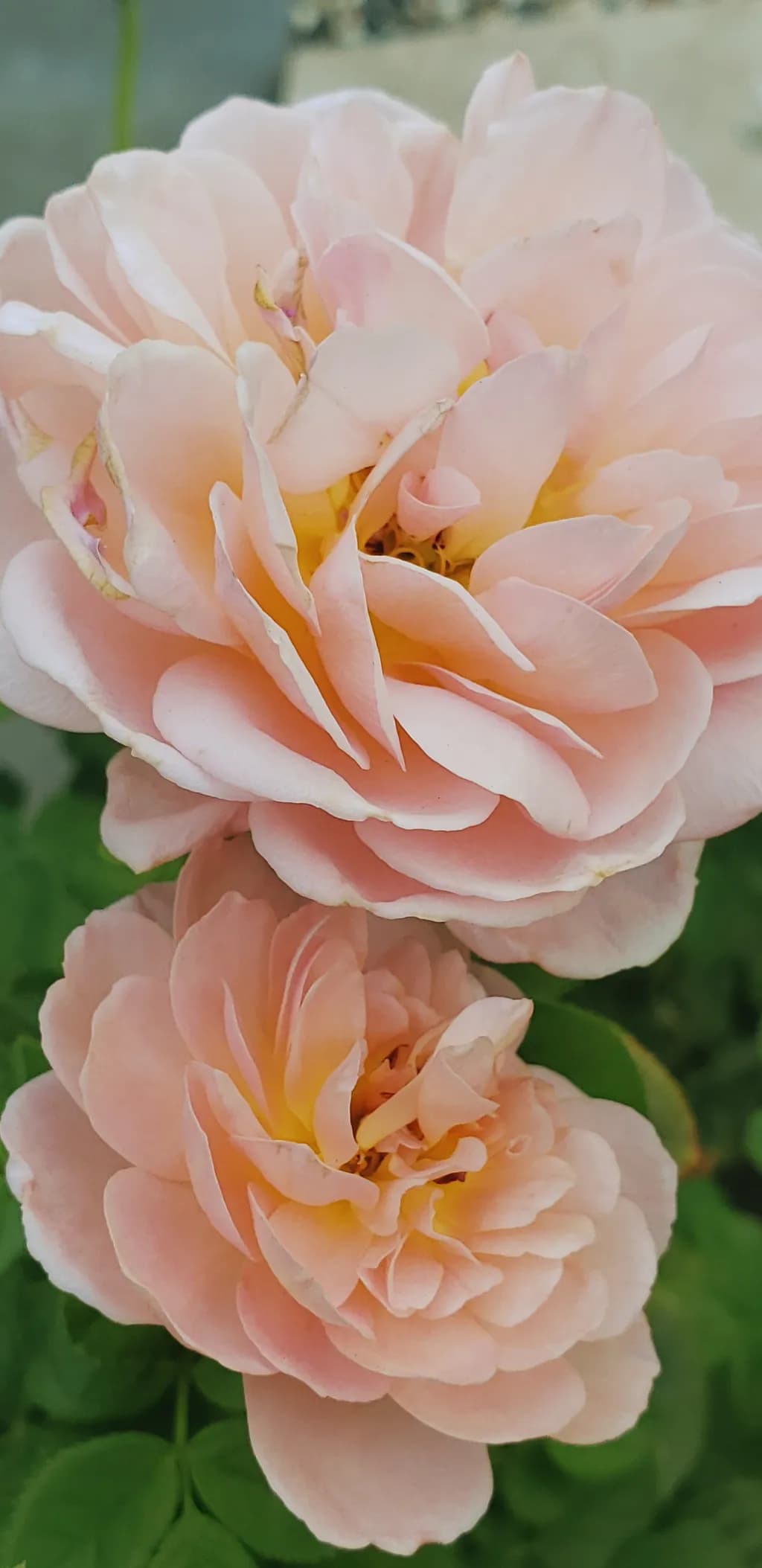 Pink Rose Bloom