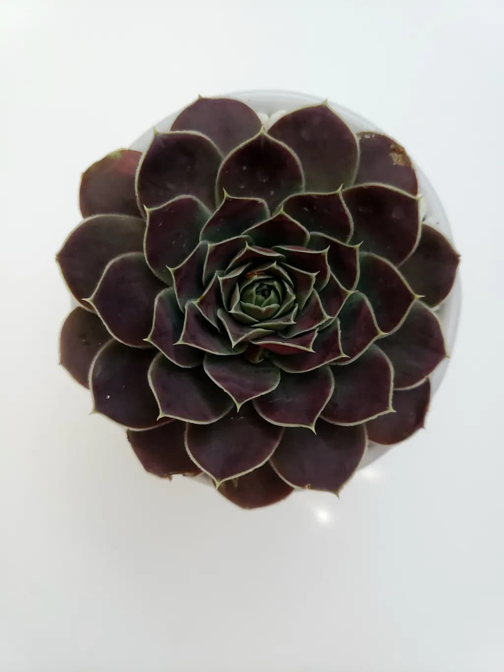Purple Succulent Close-Up