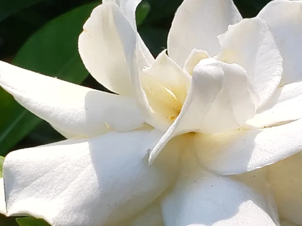 White Garden Flower Close-Up