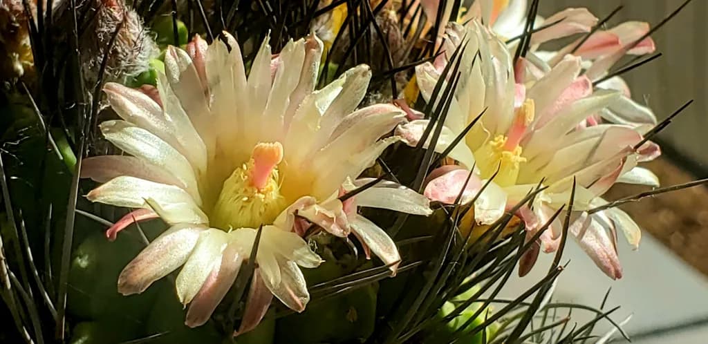 Cactus Blooms in Sunlight
