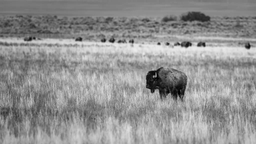 Solitude in Grass
