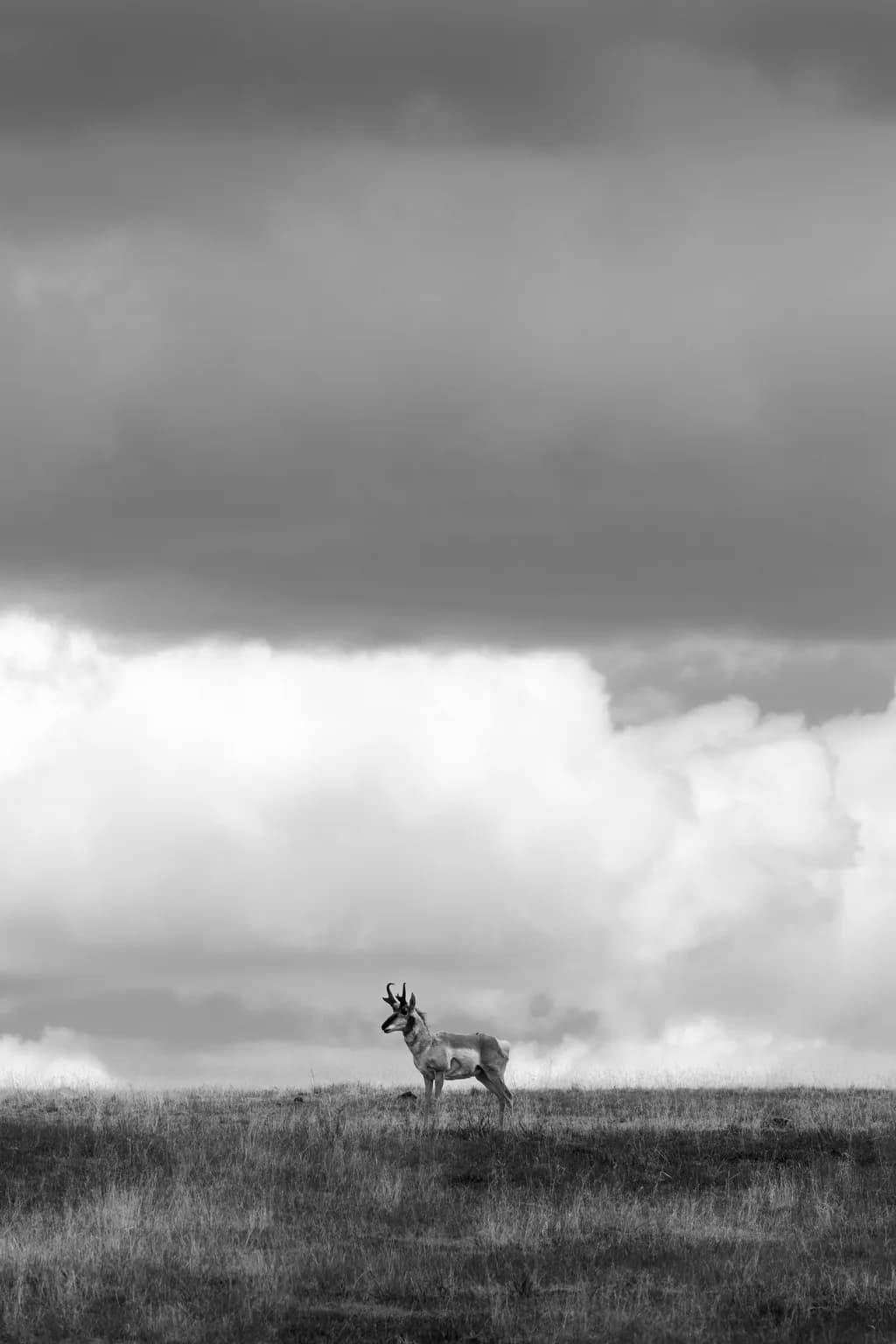 Solitary Antelope